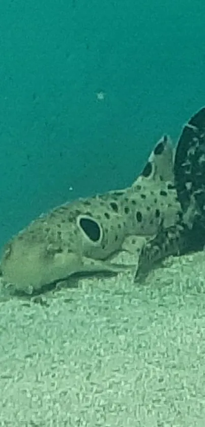 Sharks resting underwater with pipeline in mobile wallpaper.