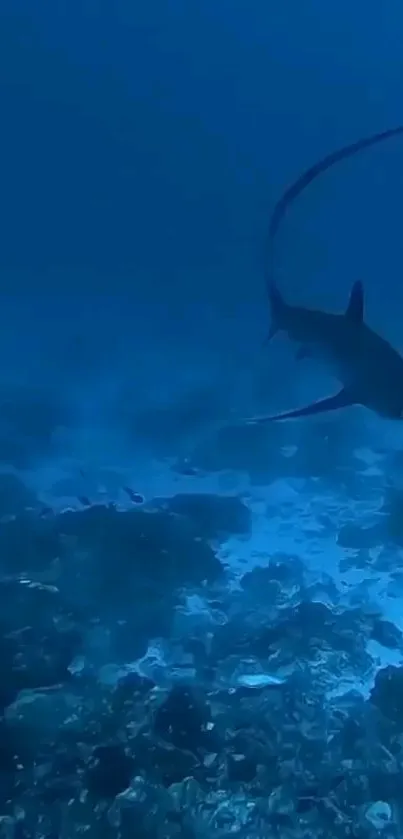 Underwater shark swimming in deep blue ocean depths, showcasing marine life beauty.