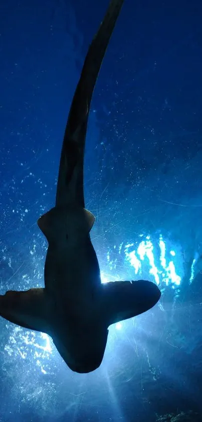 Silhouette of a shark swimming in the deep blue ocean with light filtering through.