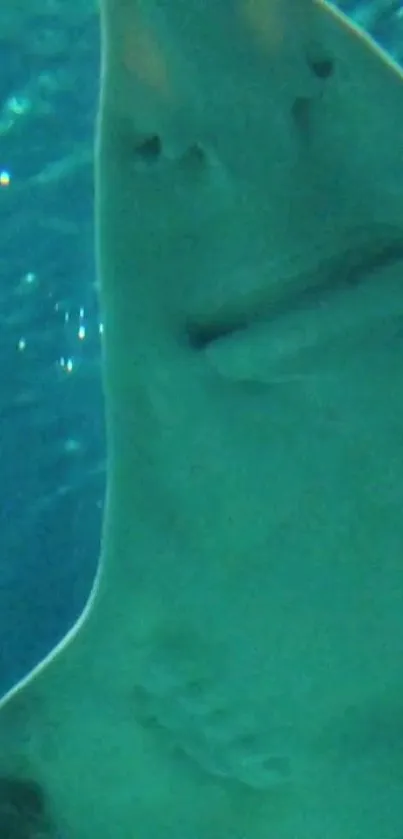 Close-up of a shark swimming underwater in a serene blue ocean.