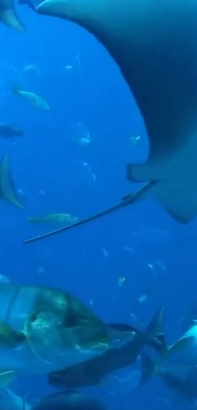 Underwater scene with a stingray and fish in a blue ocean setting.