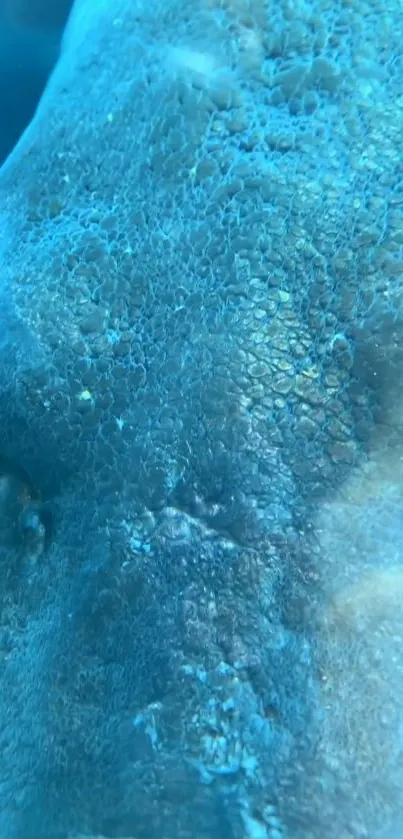 Close-up of an underwater textured blue surface with ocean hues.