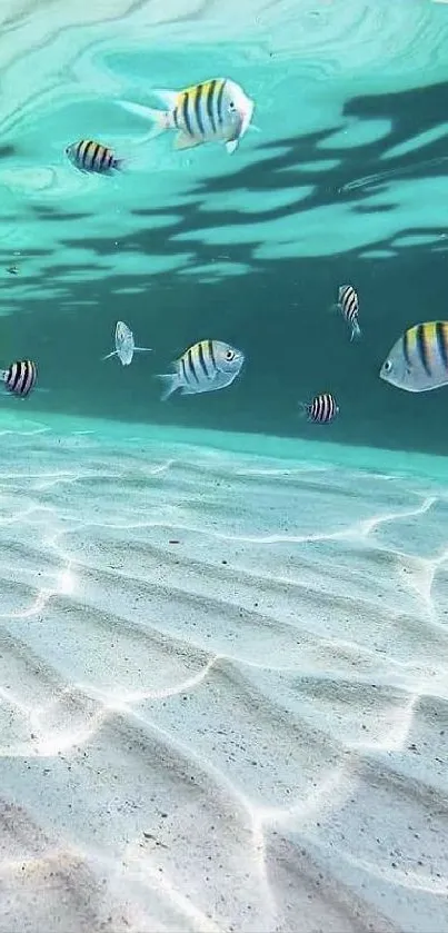 Underwater scene with tropical fish over sandy seabed.