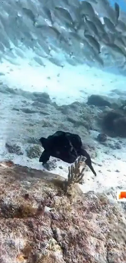 Turtle swims amid marine life in tranquil ocean scene.