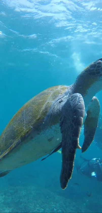 Sea turtle swimming underwater in clear blue waters, captured vividly as a mobile wallpaper.