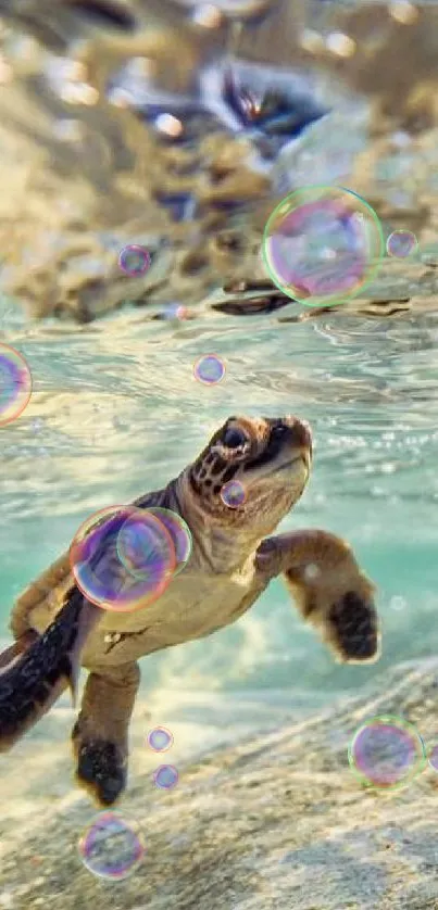 Swimming turtle in clear blue water.