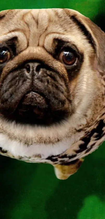 Creative pug with leopard texture on a green background wallpaper.