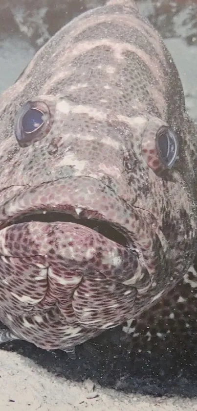 Close-up of a textured fish underwater.