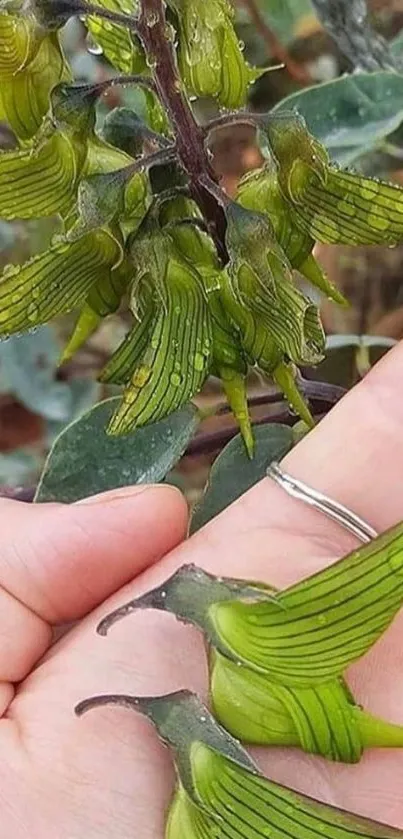 Green flowers resembling hummingbirds on a branch for mobile wallpaper.