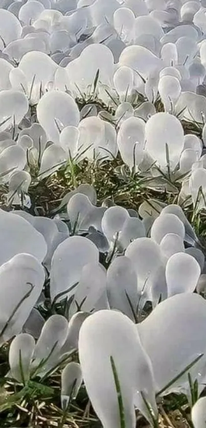 Ice formations on grass field with white and green tones.