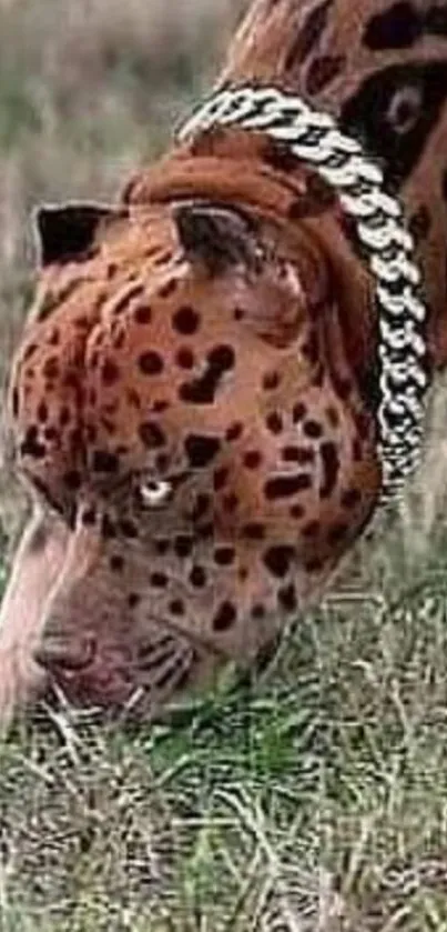 Dog with leopard spots in a grassy field.