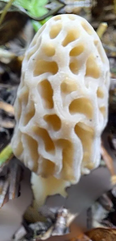 Unique morel mushroom with earthy textures on a forest floor.