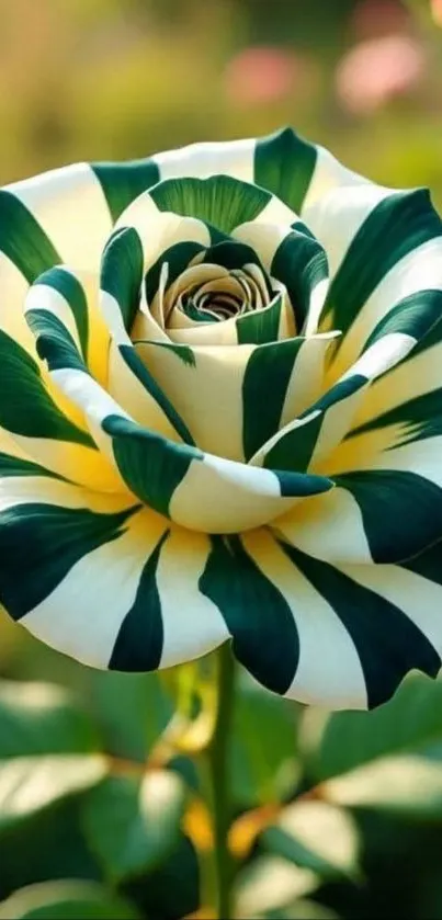 Striped green and white rose in full bloom against blurred background.