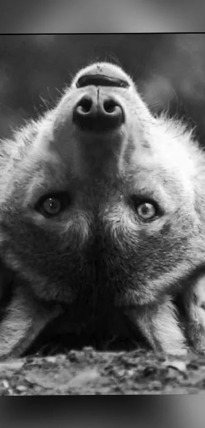 Upside-down wolf in black and white wallpaper.