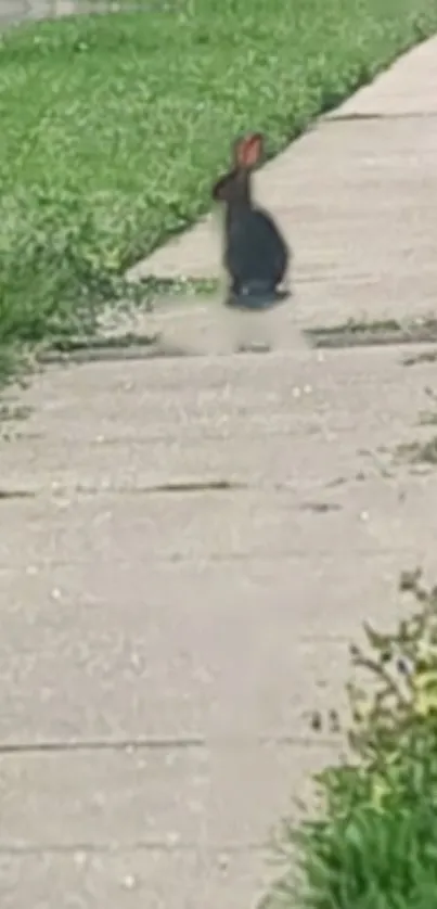 A rabbit sits on a city sidewalk next to lush green grass.