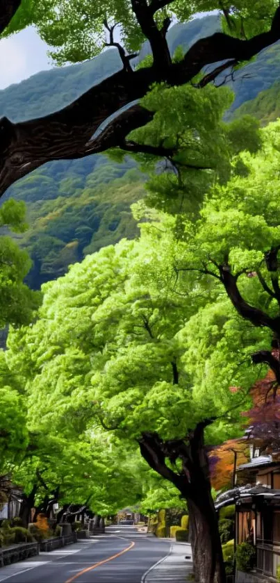 Lush green forest road with vibrant foliage.