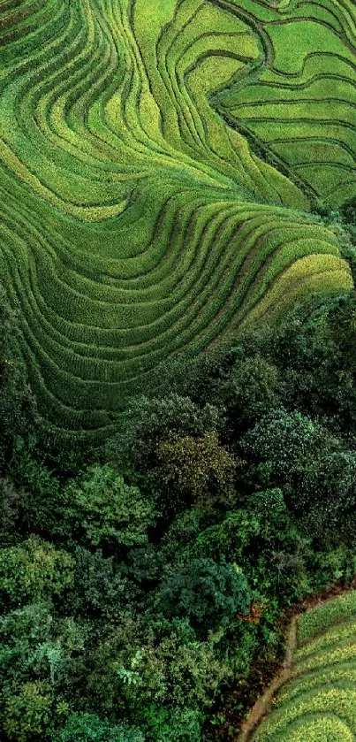 Lush green terraced fields wallpaper showcasing natural beauty.