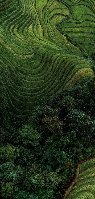 Lush green terraced fields with trees, perfect for a tranquil wallpaper.