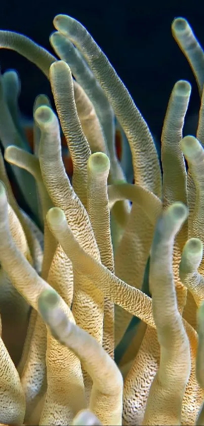Vertebrate Natural Environment Organism Live Wallpaper
