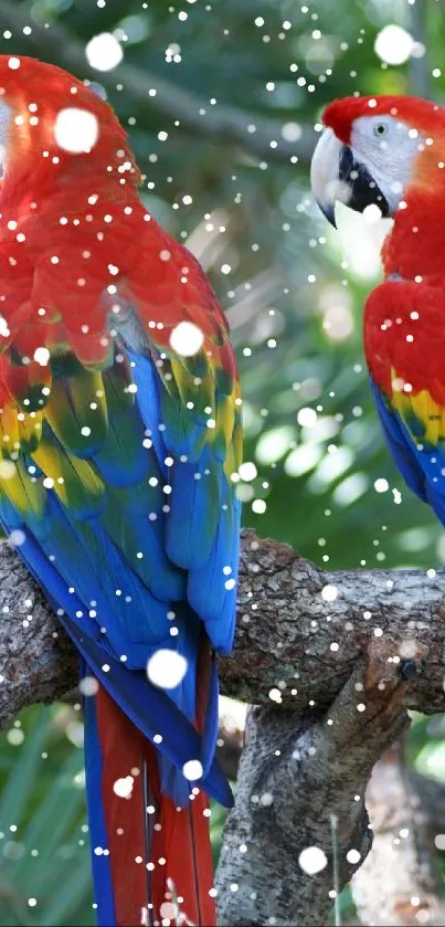 parrow Live Wallpaper