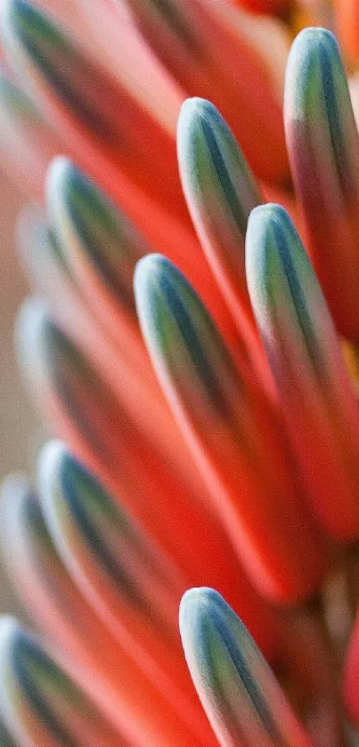 Close-up of vibrant abstract flower with orange petals on a mobile wallpaper.