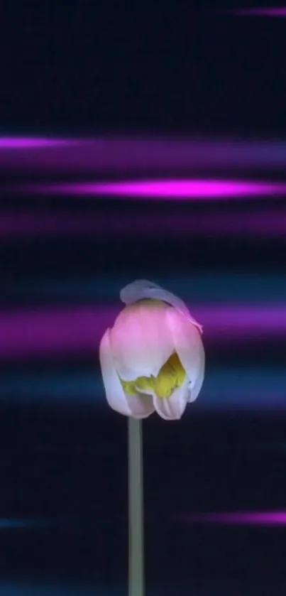 Abstract tulip with vibrant pink and purple glow on dark background.