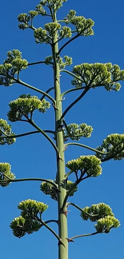 Agave plant against a vivid blue sky, perfect nature wallpaper.