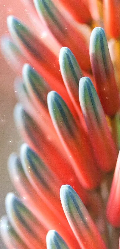 Close-up of vibrant aloe plant with red and green colors.