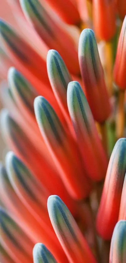 Close-up of vibrant aloe vera bloom with red and green hues.