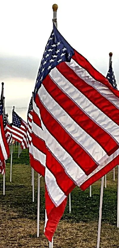 American flags waving in a vibrant outdoor display.