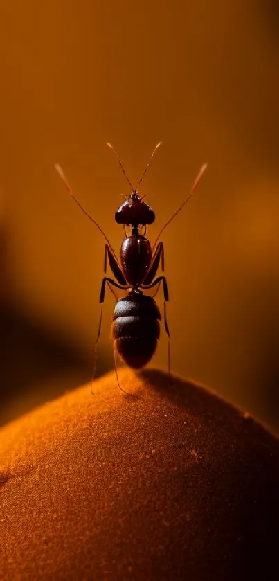 Ant on an orange textured surface, perfect for wallpaper.