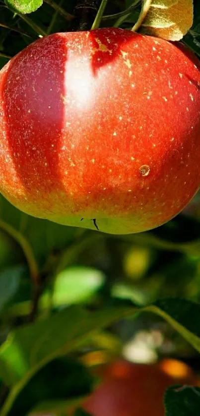 Red apple hanging on a tree with lush green leaves.