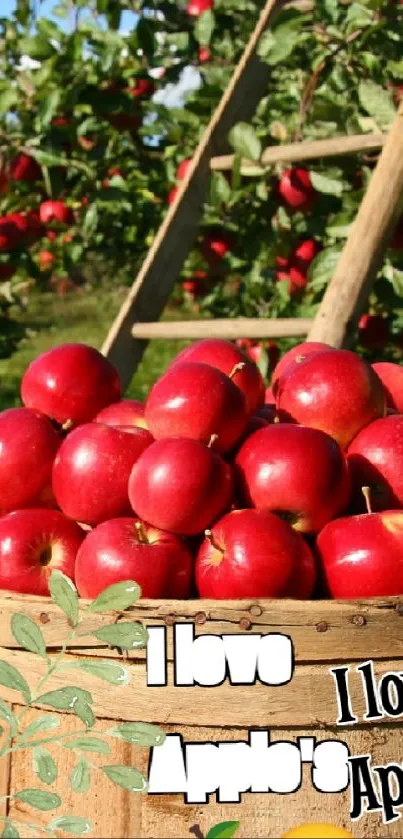 Wooden barrels filled with red apples in a sunny orchard.