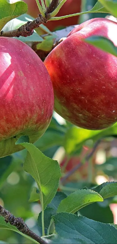 Vibrant apples and green leaves in an orchard setting.