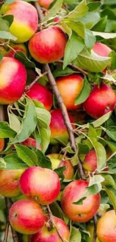 Mobile wallpaper featuring a vibrant apple tree with ripe red apples and green leaves.