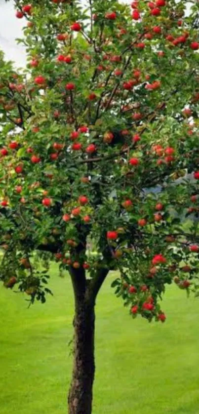 Vibrant apple tree with red apples on a lush green landscape.