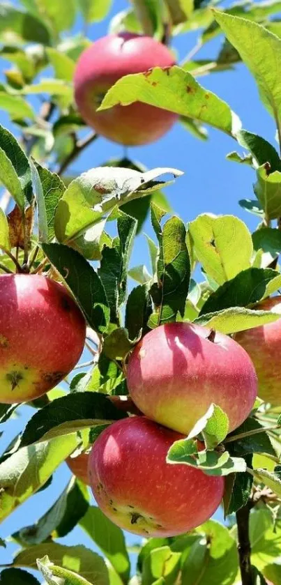 Ripe red apples on a tree with green leaves against a blue sky.