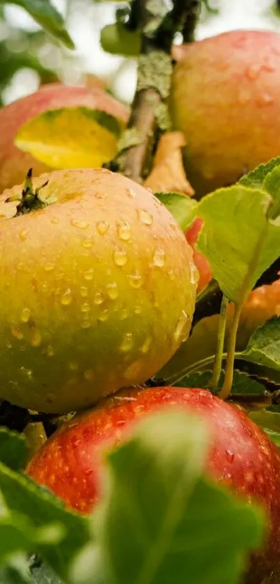 Fresh apples with droplets on tree branch.