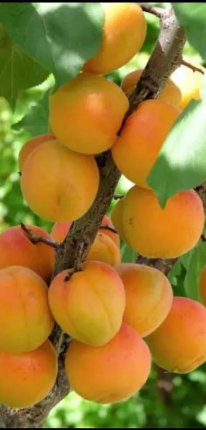 A vibrant branch of apricots and green leaves.