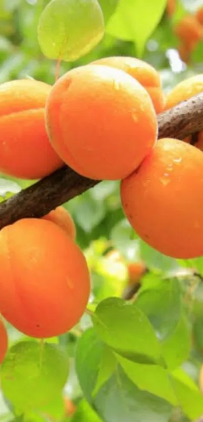 Bright orange apricots on a lush green tree branch.