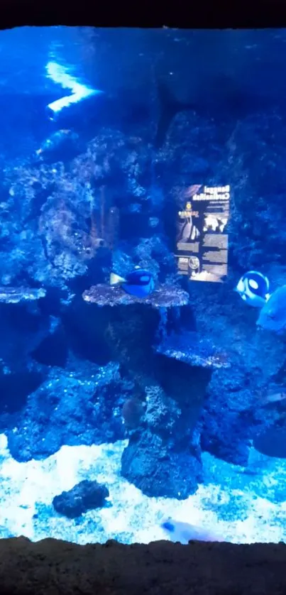 Vibrant blue aquarium with exotic fish and coral formations.