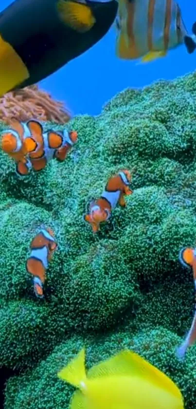 Colorful clownfish swimming among lush corals with other tropical fish.