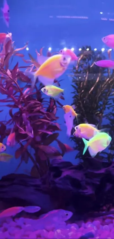 Vibrant aquarium with colorful tropical fish swimming.