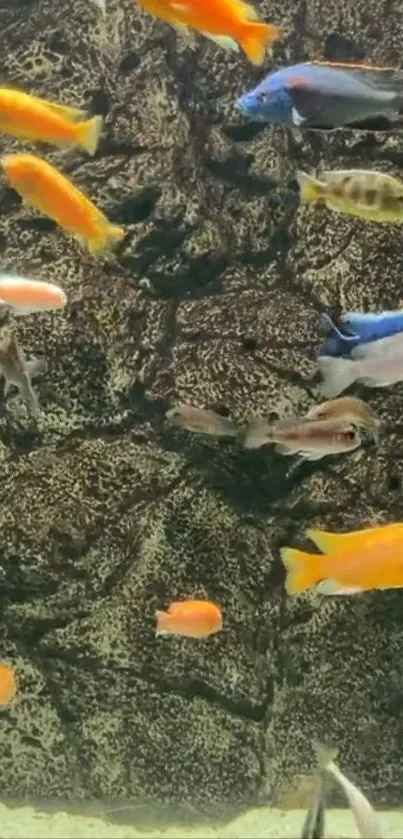 Colorful aquarium fish against textured backdrop.