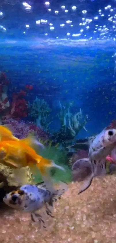 Colorful fish in a vibrant aquarium with corals and bubbles.