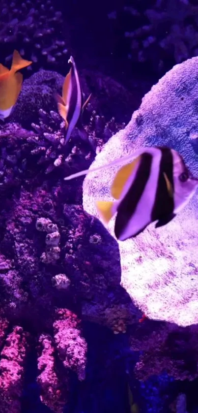 Exotic fish swim through purple coral in a vibrant aquarium scene.