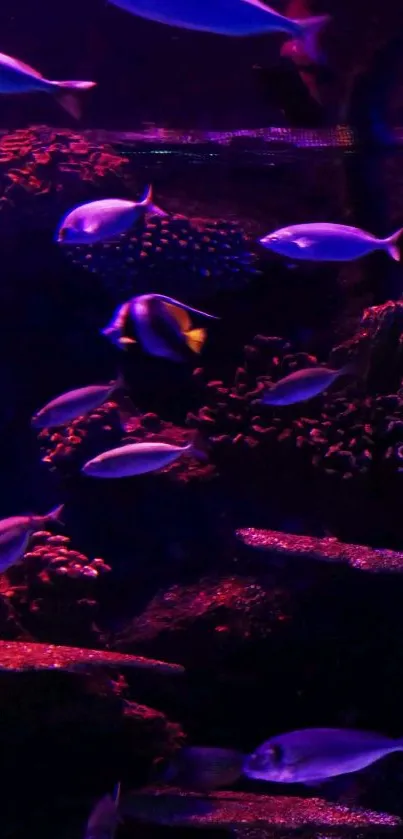 Dark purple aquarium with vibrant fish swimming.