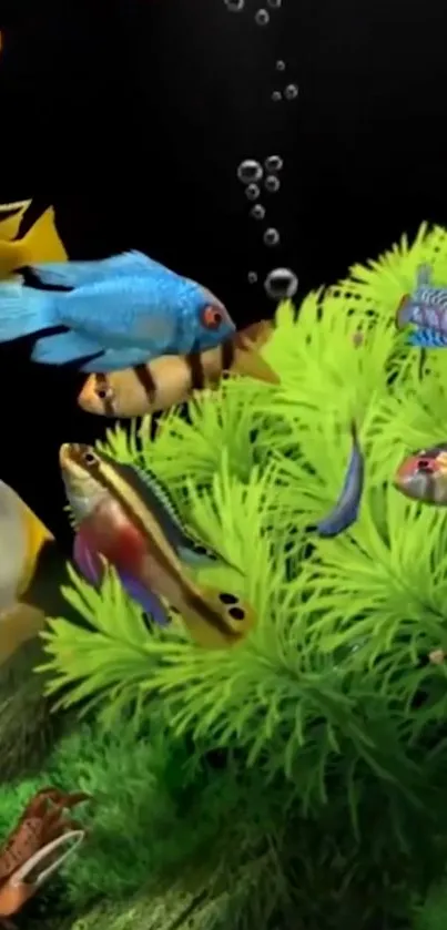 Vibrant fish swimming in green aquatic plants aquarium.