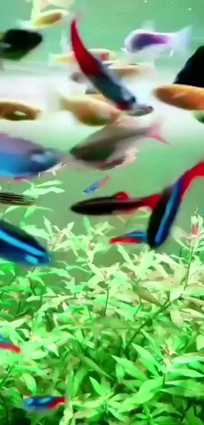 Colorful tropical fish swimming in vibrant green aquarium plants.