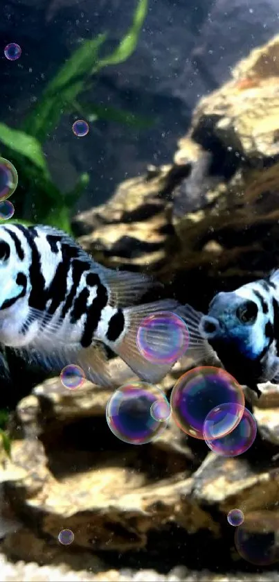 Aquarium fish with rocks and plants, perfect for mobile wallpaper.